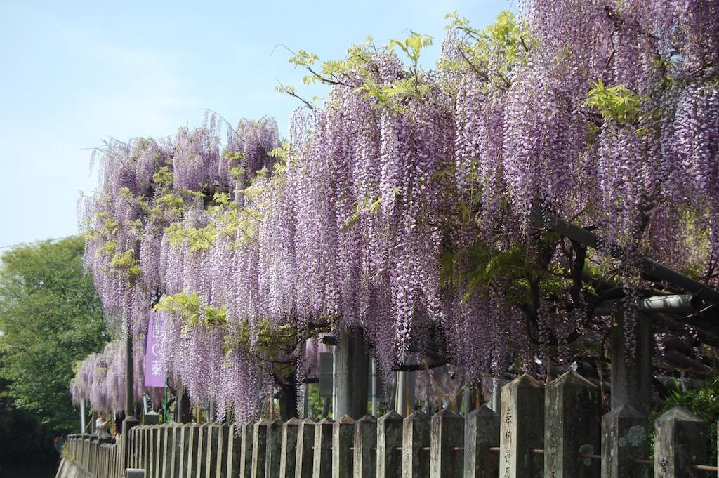 山田の藤　玉名